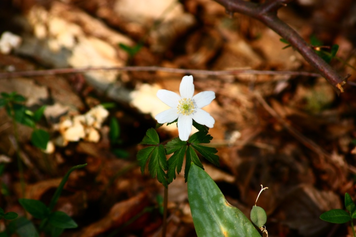 Anemonoides nemorosa (L.)Holub
